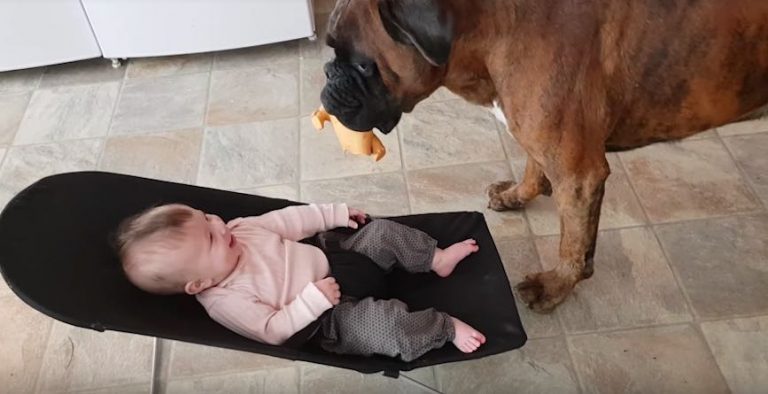baby and boxer friend