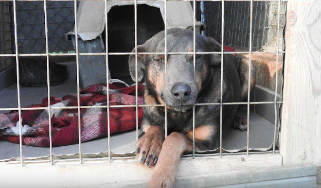 After Years of Trying, Homeless Dog Finally Gets Happy Ending All On His Own