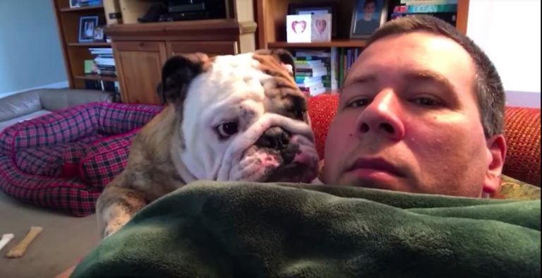 bulldog has funny tantrum