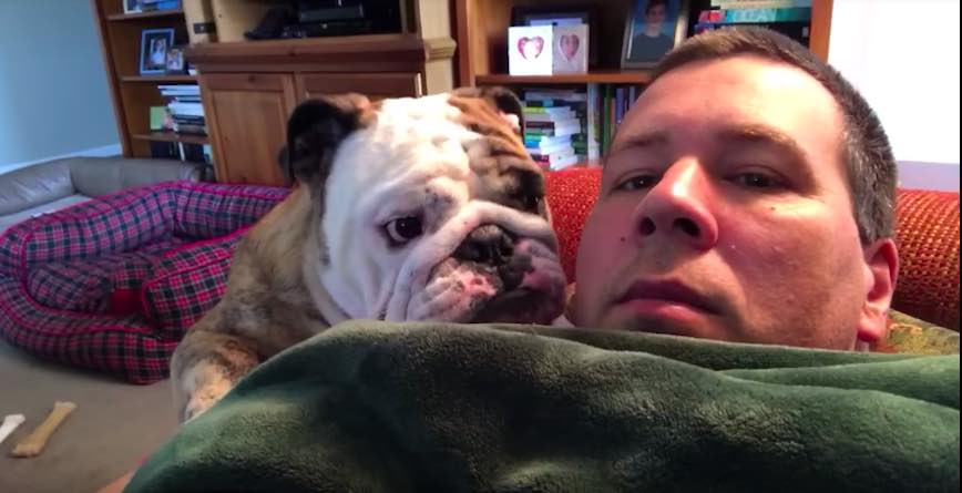 Bulldog Throws Hilarious Temper Tantrum When He Doesn’t Get His Way