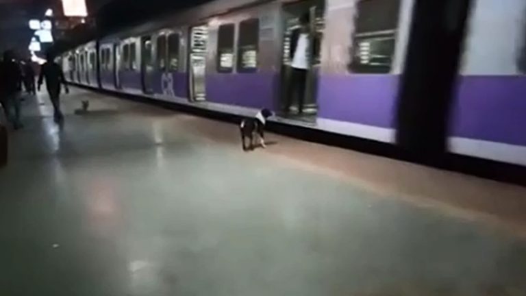 dog waits at train in heartbreaking vigil