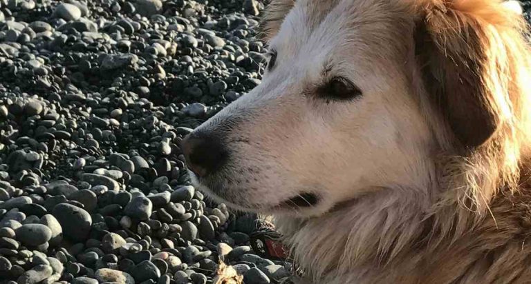 dog attacked by otters