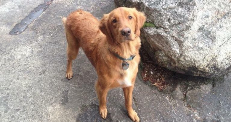 Irresponsible Neighbor Taught a Lesson After Her Dog Attacks Woman and Sweet Dog