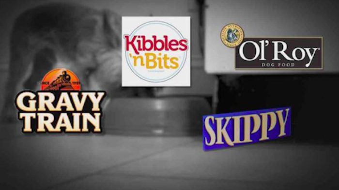 dog foods recalled