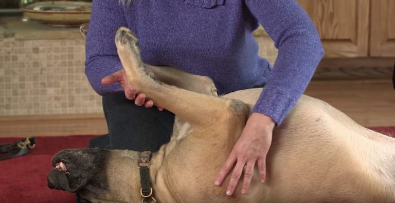 dog massage