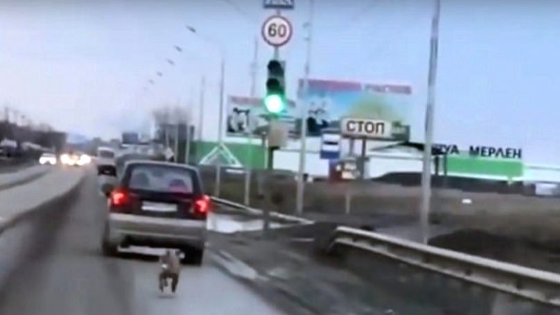 Abandoned Stray Dog Runs After Car on Busy Road