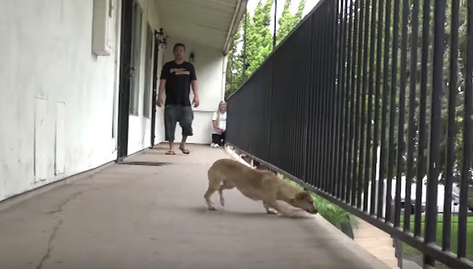 homeless dog rescued from apartment complex