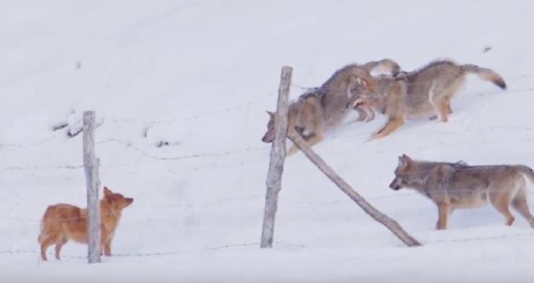 dog escapes wolves