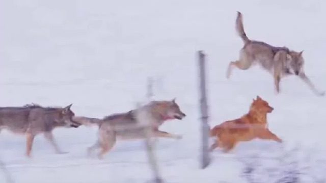 dog escapes wolves