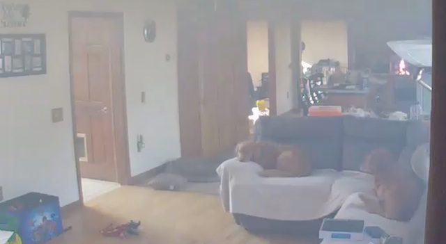 dog causes fire