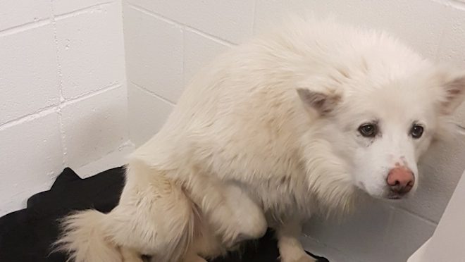 46 Dogs Terrified of Humans are Rescued from Deplorable Conditions