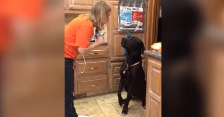 guilty dog apologizes