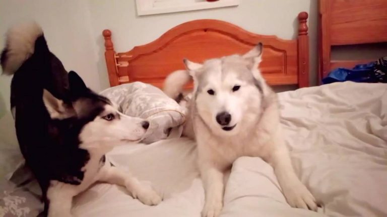 dogs argue about bed