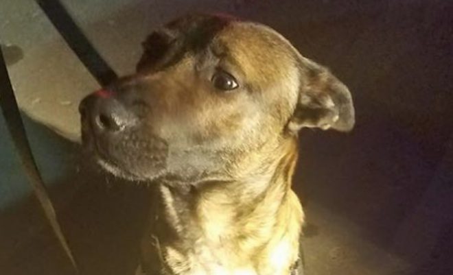 K9 Sam heartbroken after loss of his partner