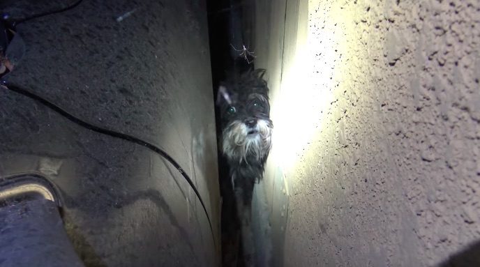 Rescuers Struggle to Reach Homeless Dog Hiding in Tight Spot