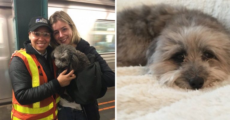 lost dog in nyc subway found
