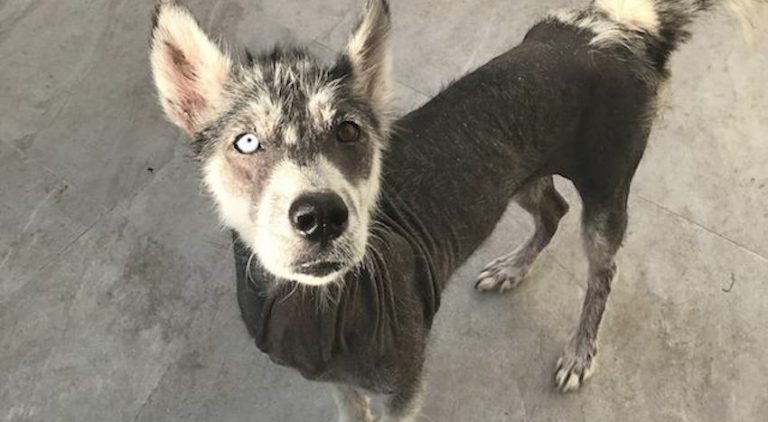 luna the husky saved