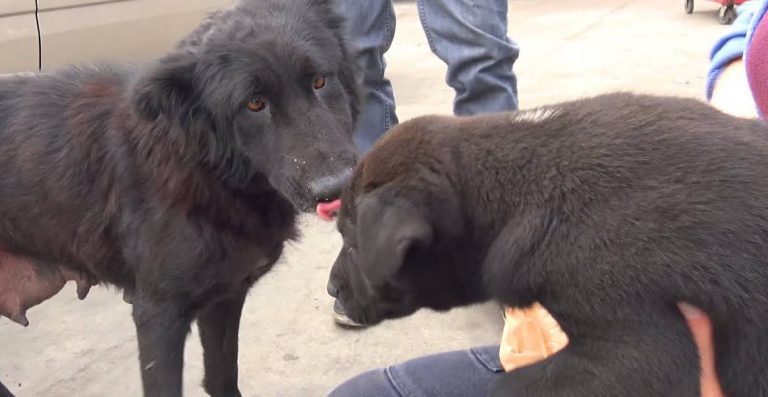 mama and her pup rescued