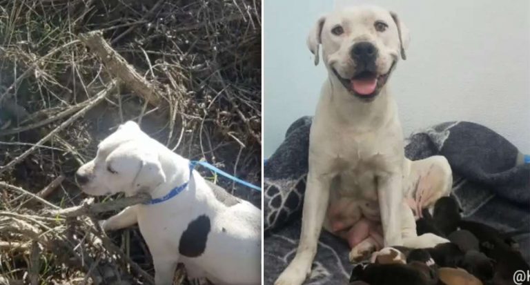 dumped pit bull and puppies rescued