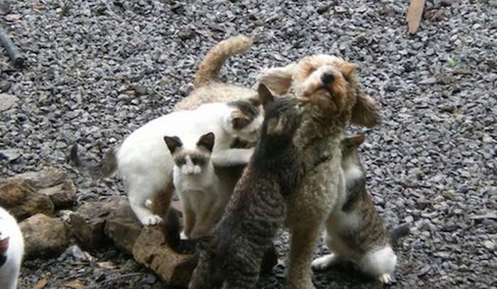 Kittens Adore Blind and Deaf Dog