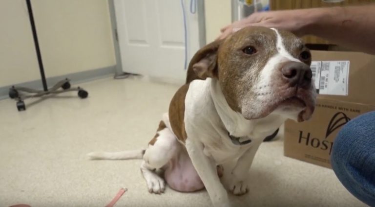 dog with tumors saved from death row