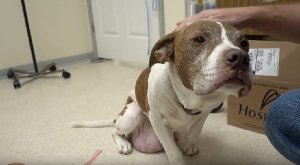 Pit Bull Riddled with Tumors was Scheduled to Die Until Veterinarian Saves Him