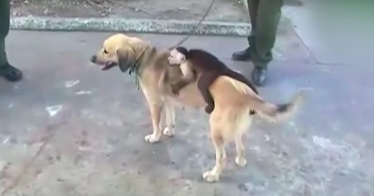 dog adopts monkey