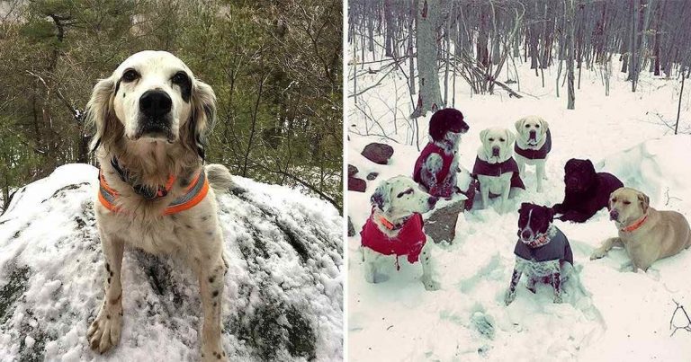 Heroic Dog Dies Protecting His Owner and Dog Friends from a Bear
