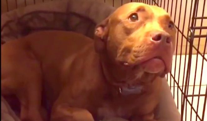 Pit Bull swoons when serenaded