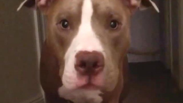 pitbull reacts to camera