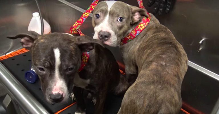 Just Rescued Pit Bulls Nervous Around Rescuers Until They are Given a Bath