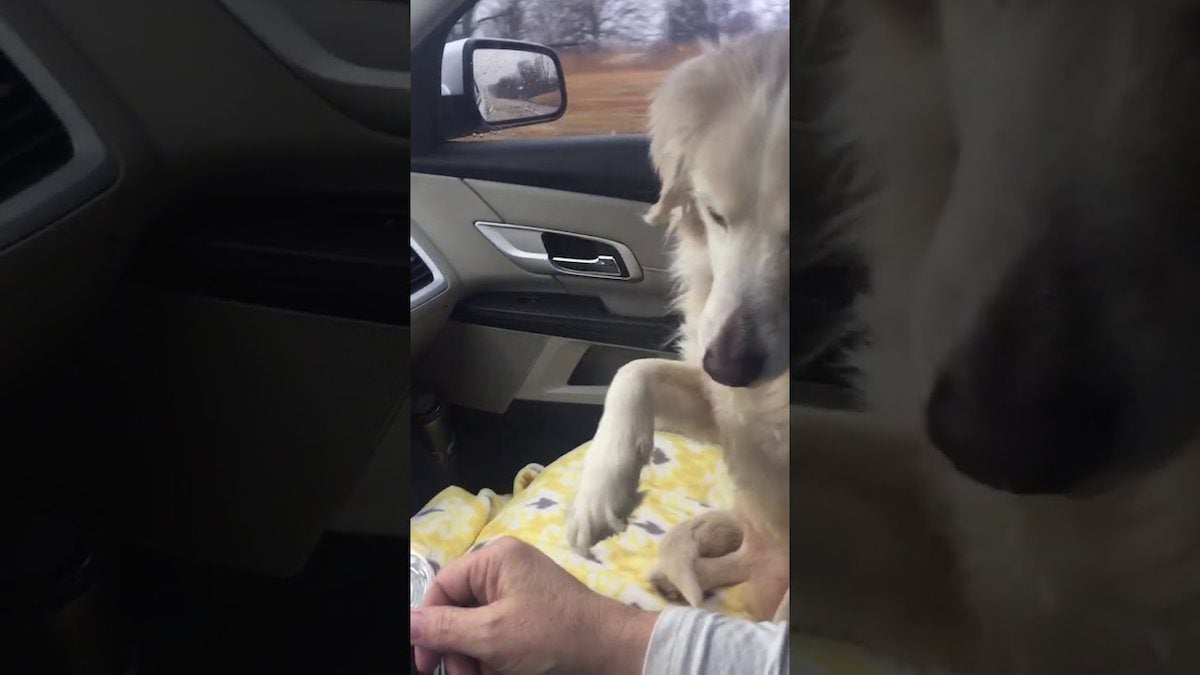 Golden Retriever Rescued from Shelter Insists on Holding Foster Mom’s Hand