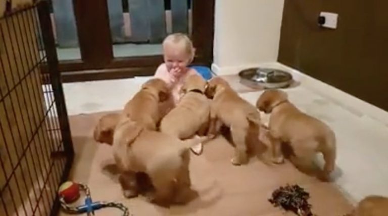 Puppies Adorably Pile On Top of Giggling Baby Girl