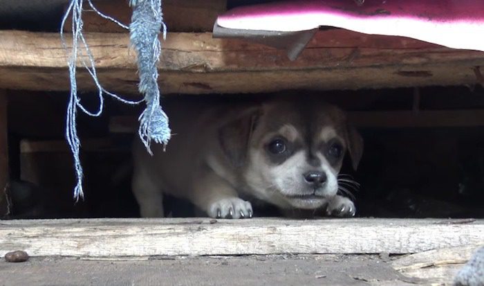 puppies rescued from shipyard
