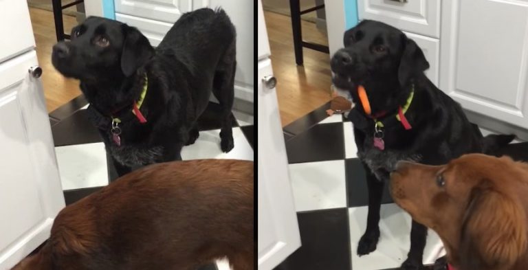 dog hilariously eats carrots