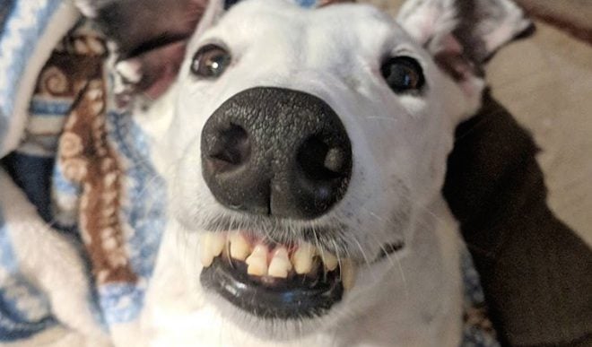 Rescued Greyhound with Buck-toothed Smile Chatters Her Way into People’s Hearts