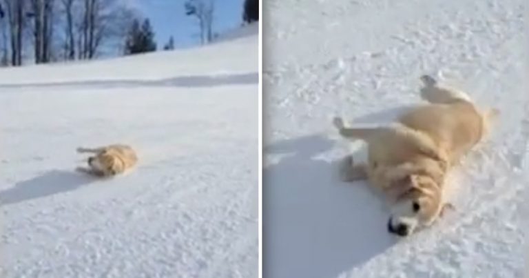 Dog Adorably Slides Down Ski Hill to Keep Up with Family