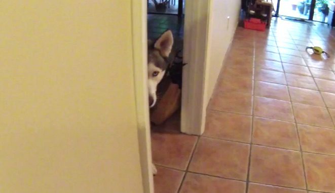 Husky Stealthily Sneaks Up on His Human To Steal a Treat