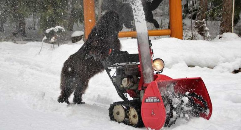 newfoundland dog with snowblower