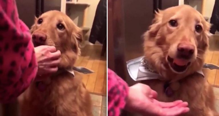 dog holds egg in her mouth