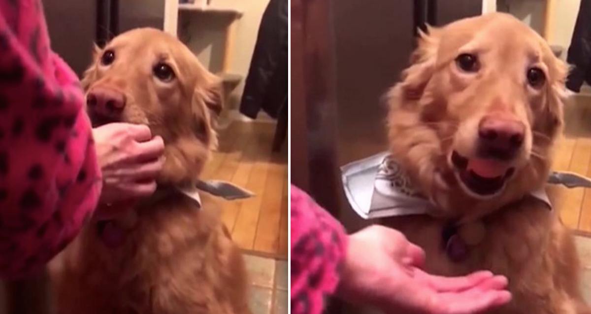 Cute Golden Retrievers Holds Eggs in Their Mouths Proving They are the Gentlest of Dogs
