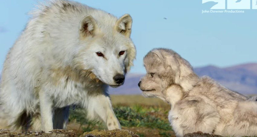 Robotic Wolf Hangs Out With Wolf Cubs at Den for Peek Inside Their Lives