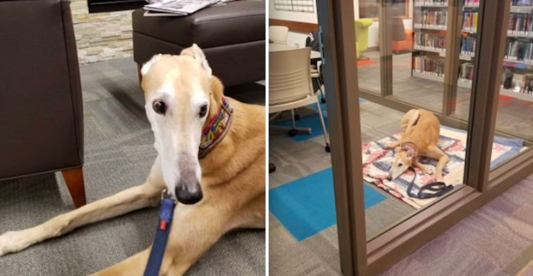 Lonely Dog Waits for Kids to Read to Him at Library But Nobody Came