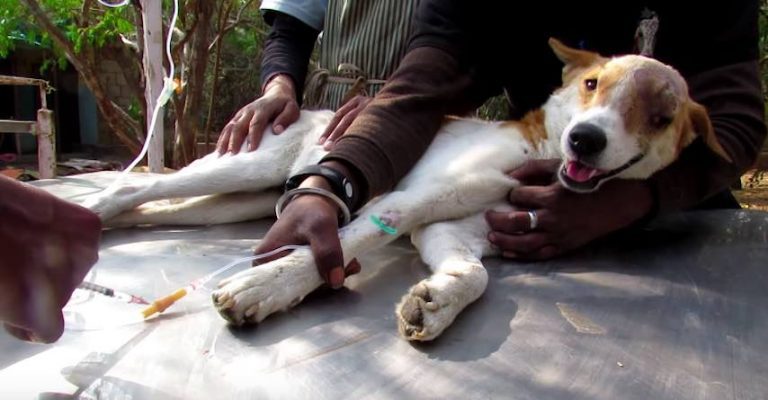 Stray Dog with Cancerous Mass on Her Head Makes Amazing Recovery