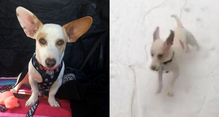 Puerto Rico rescue dog discovers snow