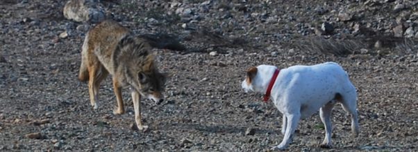 coyote and dog