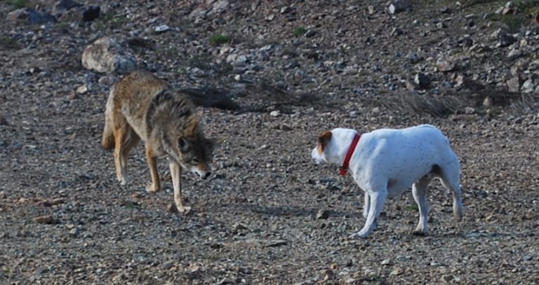 coyote and dog