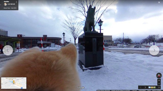 dog google street view