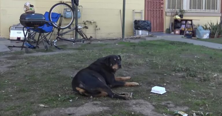 abandoned senior dog rescued