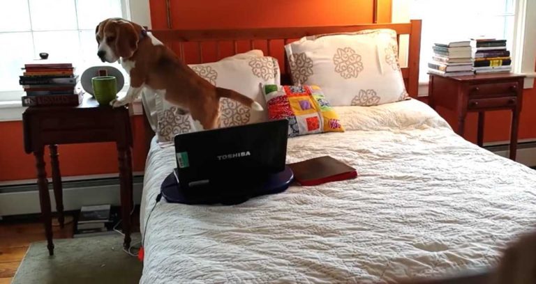 beagle steals coffee